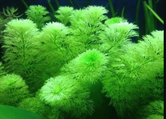 Лимнофила амбулия королевская