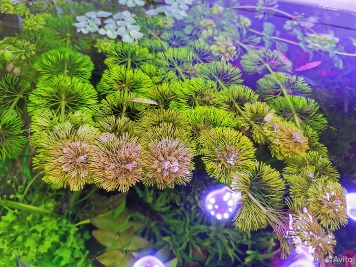 Амбулия королевская