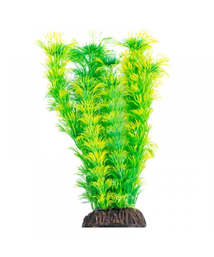 Растение амбулия