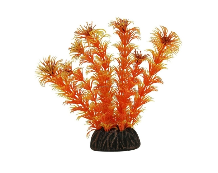 Laguna растение для аквариумов людвигия