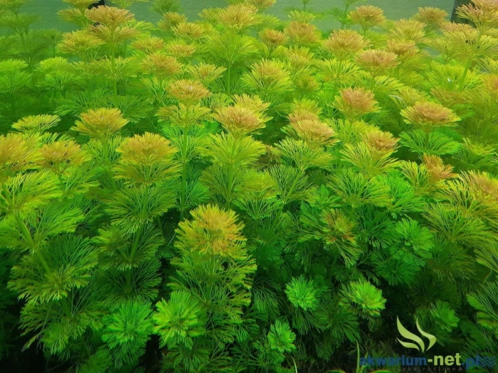 Лимнофила сидячецветковая limnophila sessiliflora