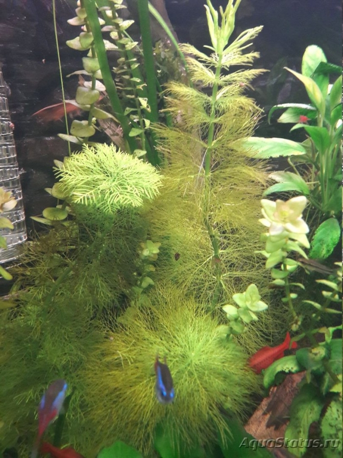 Погостемон эректус аквариумное растение