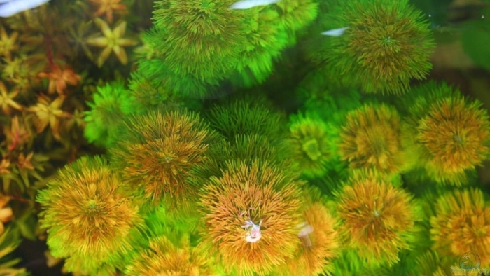 Кабомба фурката