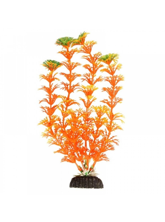 Кабомба оранжевая