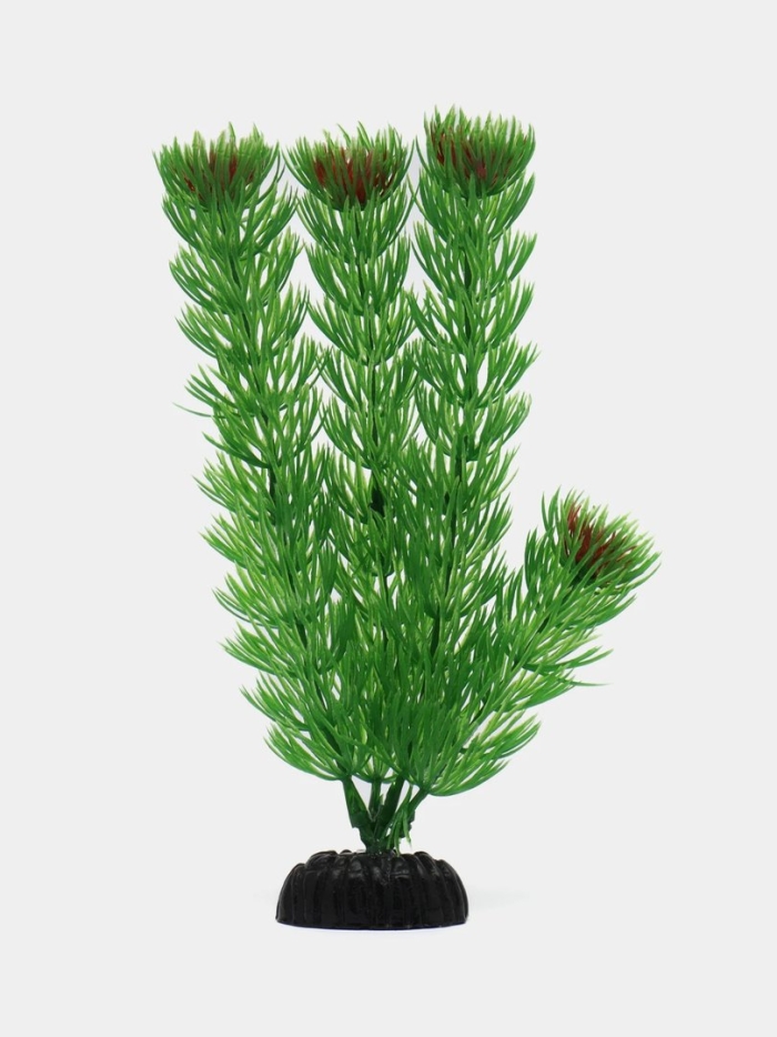 Амбулия аквариумное