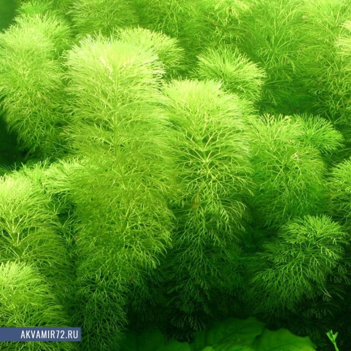 Лимнофила амбулия водная