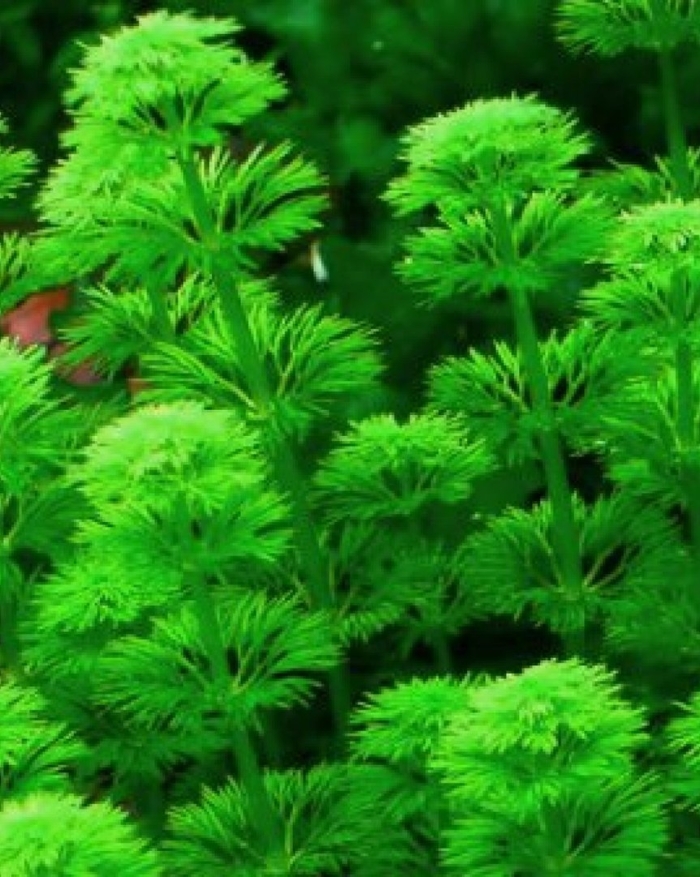 Лимнофила индийская