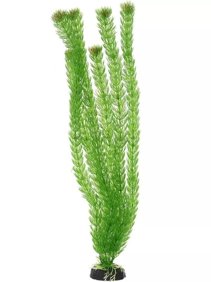 Triol laguna растение для аквариума амбулия