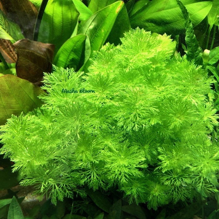 Лимнофила сидячецветкова