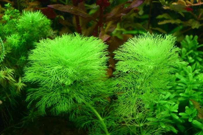 Кабомба аквариумное растение