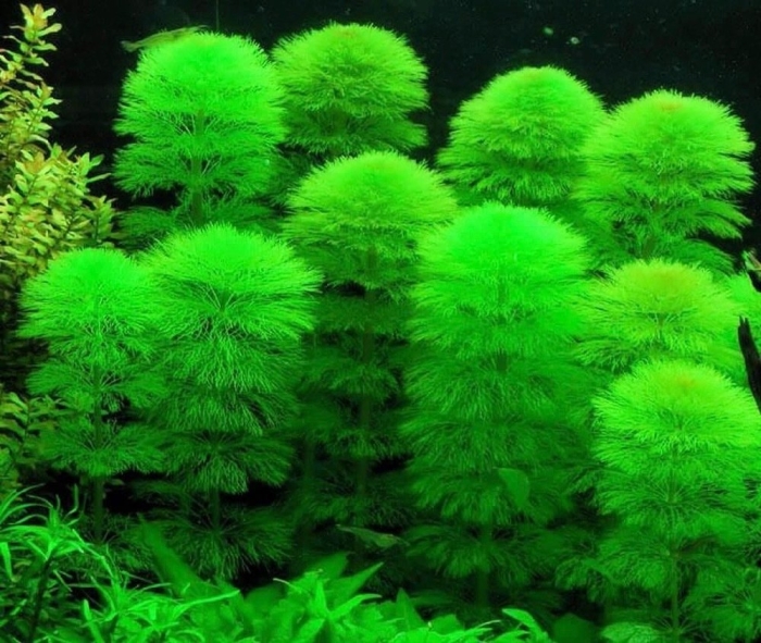 Лимнофила амбулия водная