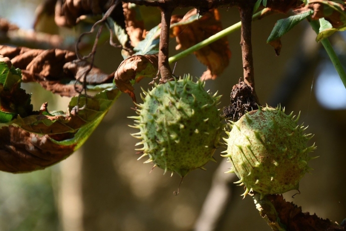 Каштан дерево плоды