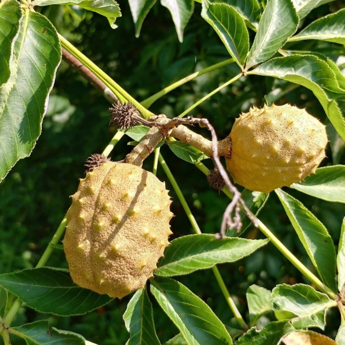 Aesculus glabra