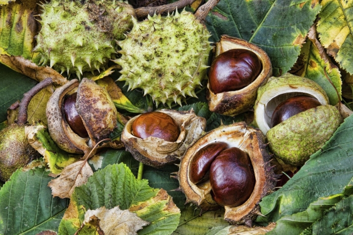 Каштан конский плоды