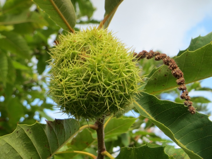 Каштан посевной дерево