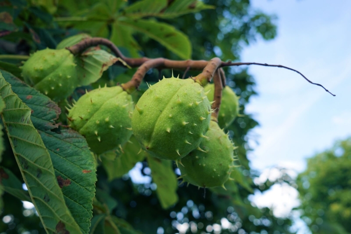 Каштан дерево