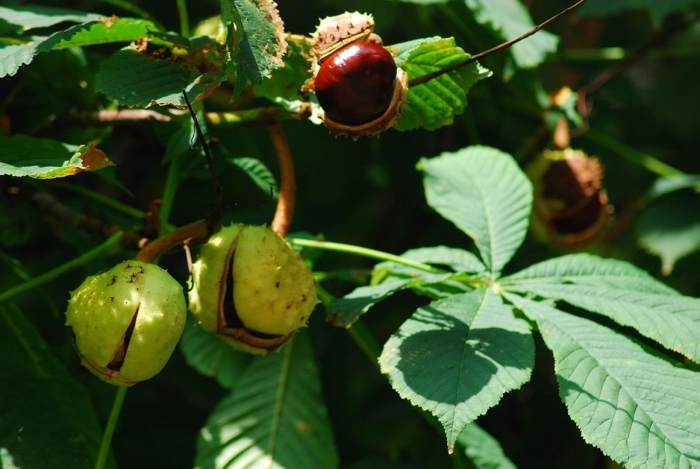 Конский каштан обыкновенный