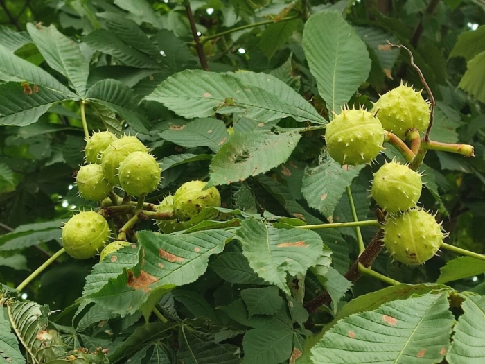 Конский каштан обыкновенный