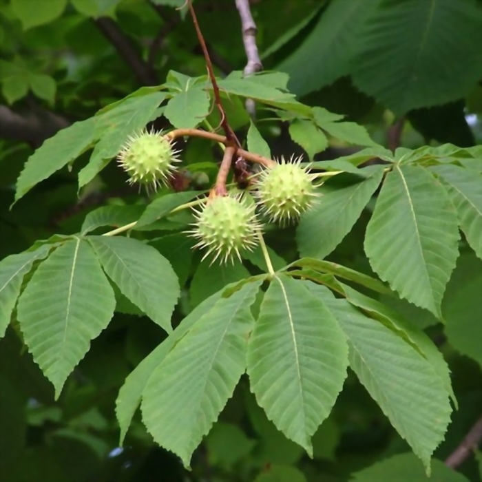 Конский каштан обыкновенный