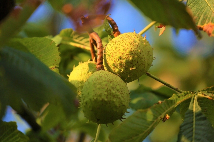 Каштан конский