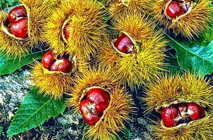 Каштан съедобный дерево