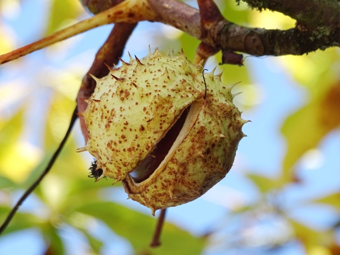 Плод каштана