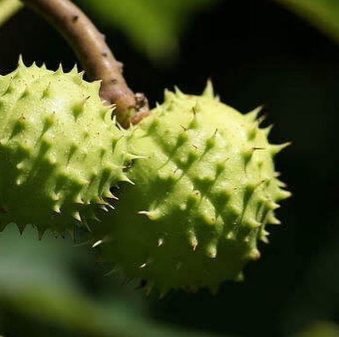 Каштан зеленый с колючками