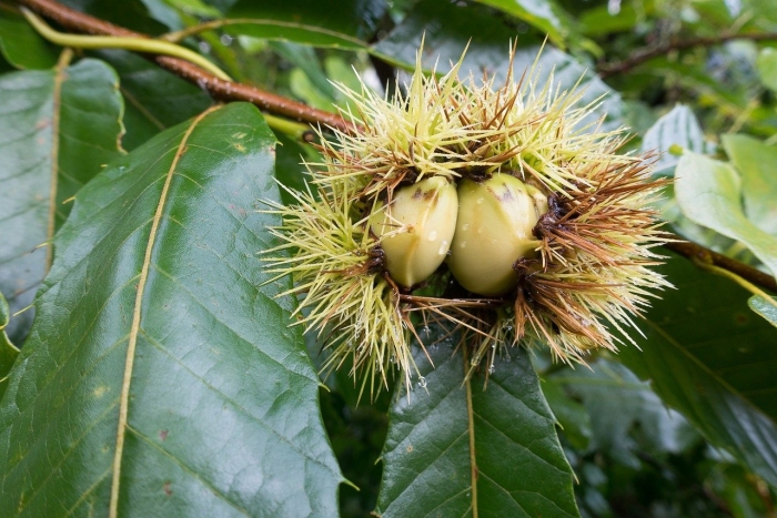 Каштан горчак