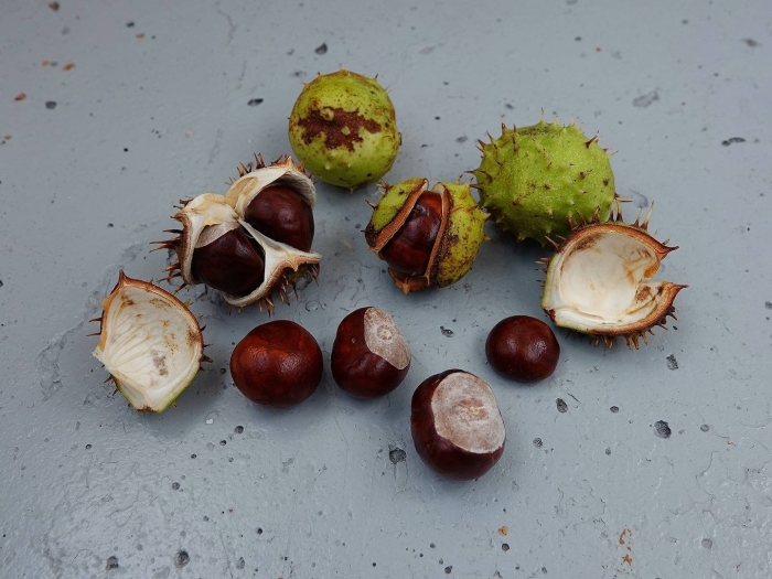 Конский каштан плоды