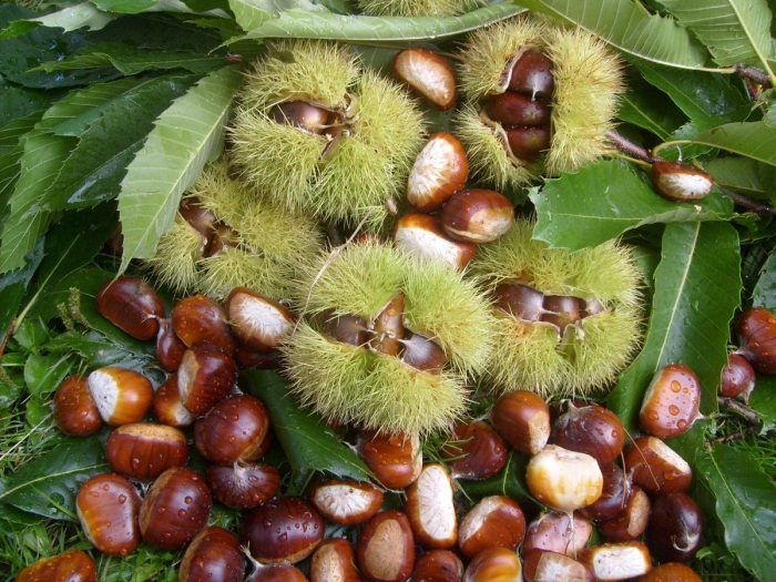 Castanea sativa плод