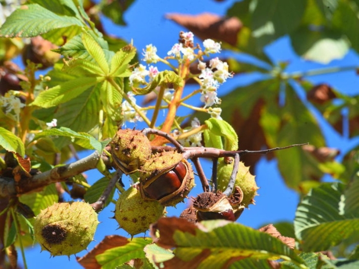 Каштан конский дерево