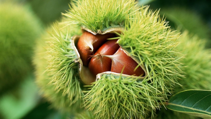 Каштан съедобный