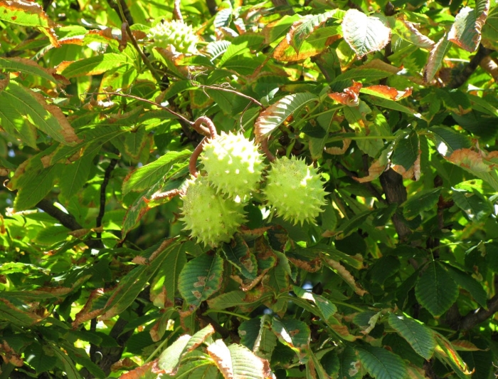 Каштан конский (aesculus)