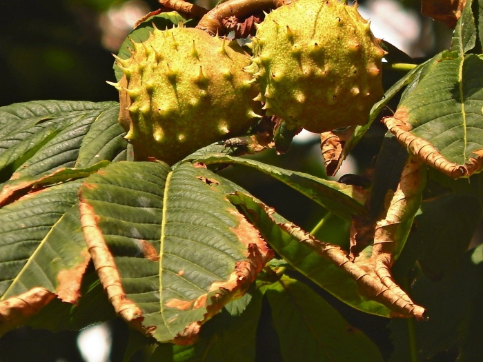 Карликовый каштан деревья