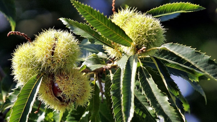 Sweet chestnut castanea sativa