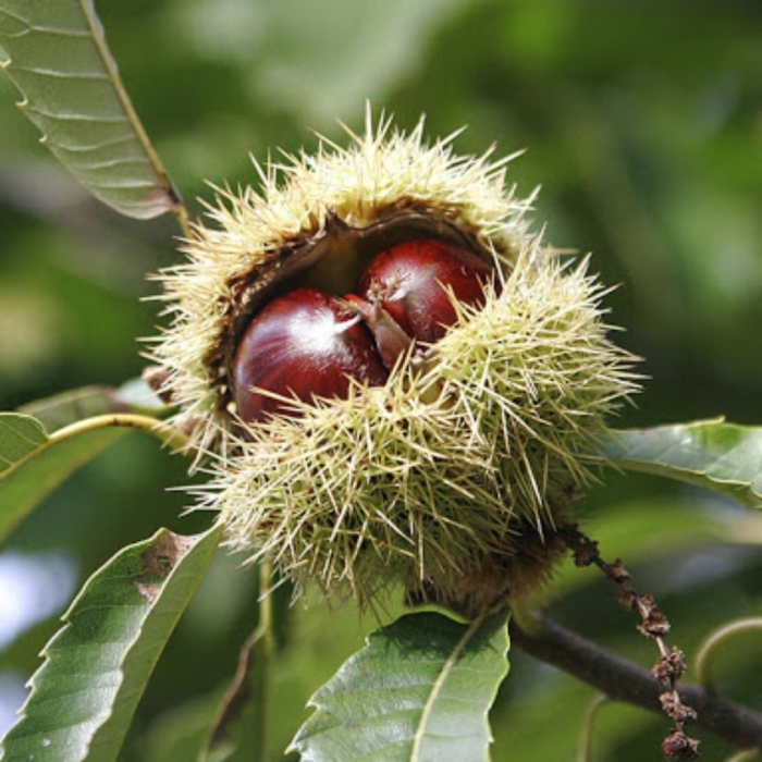 Каштан съедобный