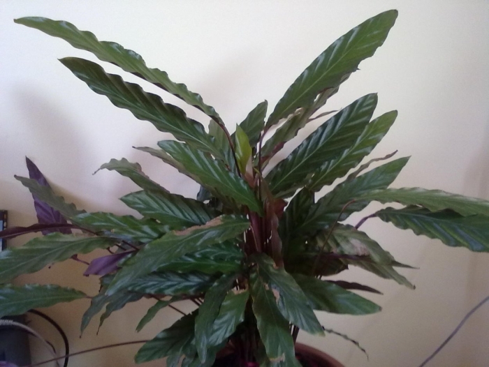 Калатея руфибарба уход в домашних условиях