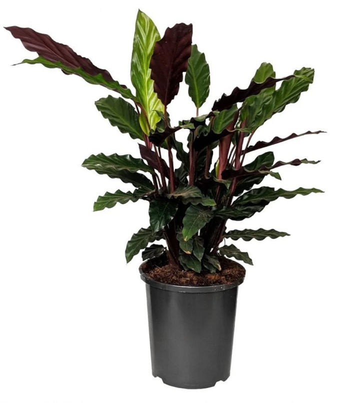 Калатея бахема