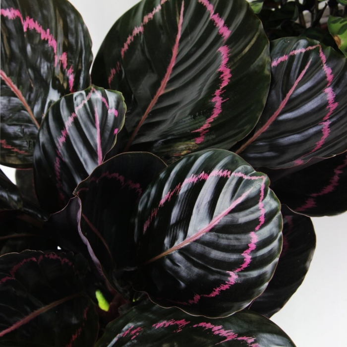 Калатея розеопикта