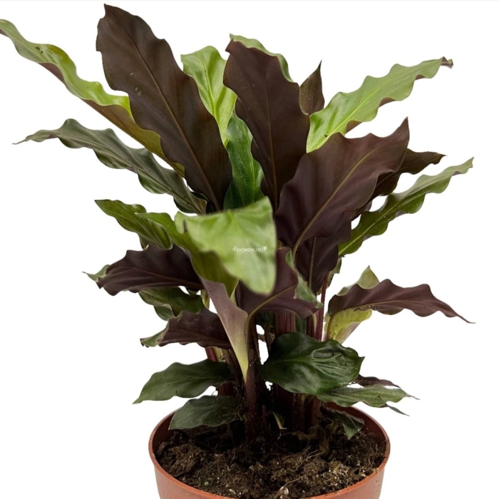 Калатея white fusion