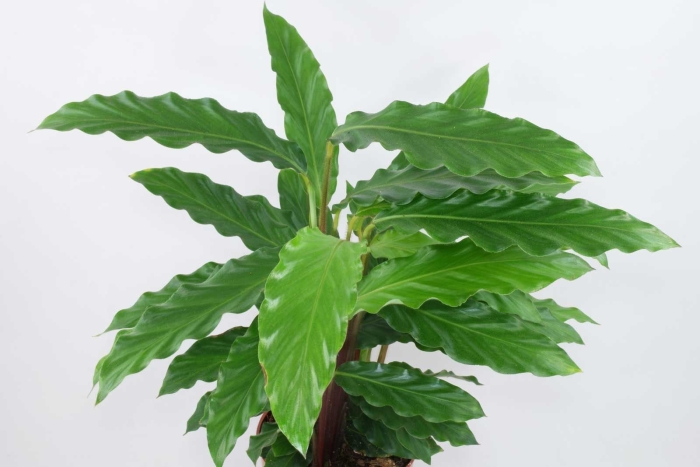 Калатея руфибарба цветение