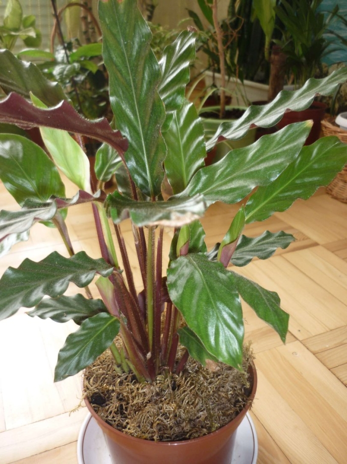 Калатея ктенанта