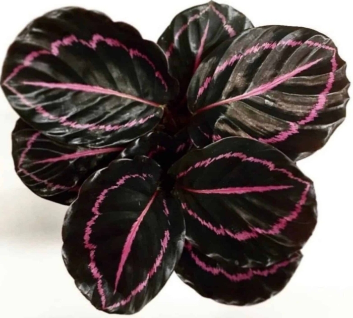 Калатея дотти