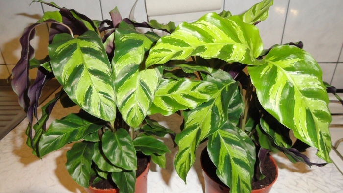 Калатея литце