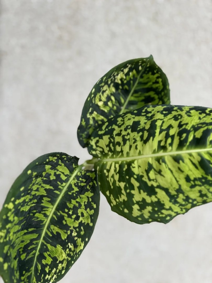 Диффенбахия рефлектор