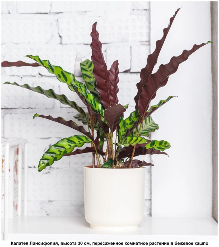 Растение калатея