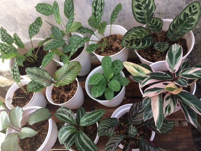 Калатея эквадориана