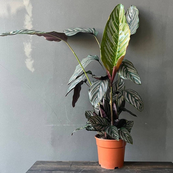 Строманта sanguinea