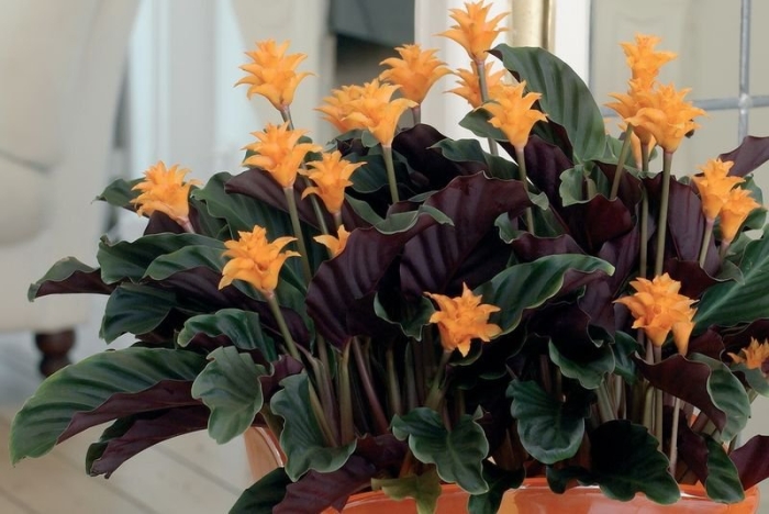 Калатея шафранная