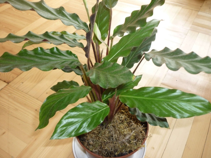 Калатея строманта